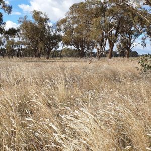 Kilter Rural ESG report completed for Australian farmland assets