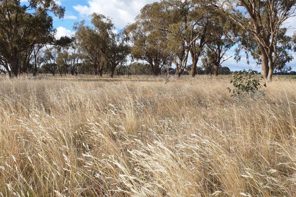 Kilter Rural ESG report completed for Australian farmland assets
